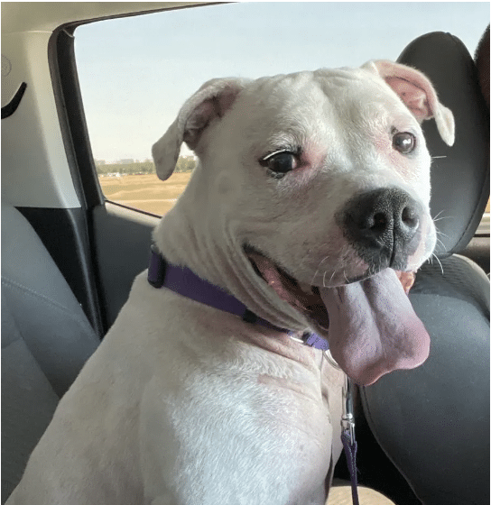 Araya, a snow white mixed breed staring at the camera from inside a car with her tongue out